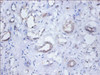 Immunohistochemistry of paraffin-embedded human kidney tissue using CSB-PA14389A0Rb at dilution of 1:100