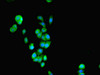 Immunofluorescent analysis of PC-3 cells using CSB-PA14389A0Rb at dilution of 1:100 and Alexa Fluor 488-congugated AffiniPure Goat Anti-Rabbit IgG (H+L)