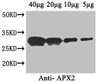 Western Blot<br />
 Positive WB detected in: Arabidopsis thaliana (40μg, 20μg, 10μg, 5μg) <br />
 All lanes: APX2 antibody at 1µg/ml<br />
 Secondary<br />
 Goat polyclonal to rabbit IgG at 1/50000 dilution<br />
 Predicted band size: 29 kDa<br />
 Observed band size: 29 kDa<br />