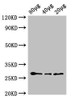 Western Blot<br />
 Positive WB detected in: Arabidopsis thaliana lysate at 80μg, 40μg, 20μg<br />
 All lanes: APX2 antibody; HRP conjugated at 0.6µg/ml<br />
 Predicted band size: 29 kDa<br />
 Observed band size: 29 kDa<br />