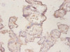 Immunohistochemistry of paraffin-embedded human placenta tissue using CSB-PA14599A0Rb at dilution of 1:50