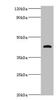 Western blot<br />
 All lanes: HP antibody at 2µg/ml + Mouse stomach tissue<br />
 Secondary<br />
 Goat polyclonal to rabbit IgG at 1/10000 dilution<br />
 Predicted band size: 46, 39 kDa<br />
 Observed band size: 46 kDa<br />