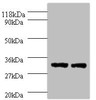 Western blot<br />
 All lanes: HLA-DPA1 antibody at 2µg/ml<br />
 Lane 1: 293T whole cell lysate<br />
 Lane 2: HepG2 whole cell lysate<br />
 Secondary<br />
 Goat polyclonal to rabbit IgG at 1/10000 dilution<br />
 Predicted band size: 30 kDa<br />
 Observed band size: 30 kDa<br />