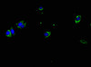 Immunofluorescent analysis of Hela cells using CSB-PA14819A0Rb at dilution of 1:100 and Alexa Fluor 488-congugated AffiniPure Goat Anti-Rabbit IgG (H+L)