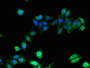 Immunofluorescent analysis of HepG2 cells using CSB-PA15089A0Rb at dilution of 1:100