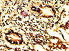 IHC image of CSB-PA15479A0Rb diluted at 1:200 and staining in paraffin-embedded human appendix tissue performed on a Leica BondTM system. After dewaxing and hydration, antigen retrieval was mediated by high pressure in a citrate buffer (pH 6.0) . Section was blocked with 10% normal goat serum 30min at RT. Then primary antibody (1% BSA) was incubated at 4°C overnight. The primary is detected by a biotinylated secondary antibody and visualized using an HRP conjugated SP system.