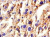 Immunohistochemistry of paraffin-embedded mouse liver tissue using CSB-PA17069A0Rb at dilution of 1:50