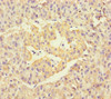 Immunohistochemistry of paraffin-embedded human pancreatic tissue using CSB-PA17249A0Rb at dilution of 1:100