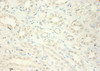 Immunohistochemistry of paraffin-embedded human kidney tissue using CSB-PA17354A0Rb at dilution of 1:100