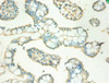 Immunohistochemistry of paraffin-embedded human small intestine tissue using CSB-PA17354A0Rb at dilution of 1:100