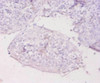 Immunohistochemistry of paraffin-embedded human tonsil tissue using CSB-PA17364A0Rb at dilution of 1:20