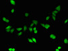 Immunofluorescent analysis of HepG2 cells using CSB-PA17364A0Rb at dilution of 1:100