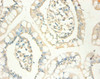 Immunohistochemistry of paraffin-embedded human small intestine tissue using CSB-PA17374A0Rb at dilution of 1:100