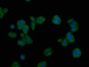 Immunofluorescent analysis of HepG2 cells using CSB-PA17469A0Rb at dilution of 1:100 and Alexa Fluor 488-congugated AffiniPure Goat Anti-Rabbit IgG (H+L)