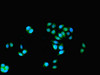 Immunofluorescent analysis of PC-3 cells using CSB-PA17849A0Rb at dilution of 1:100 and Alexa Fluor 488-congugated AffiniPure Goat Anti-Rabbit IgG (H+L)