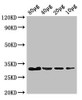 Western Blot<br />
 Positive WB detected in: Rosseta bacteria lysate at 80μg, 40μg, 20μg, 10µg<br />
 All lanes: eutC antibody at 3µg/ml<br />
 Secondary<br />
 Goat polyclonal to rabbit IgG at 1/50000 dilution<br />
 predicted band size: 32 kDa<br />
 observed band size: 32 kDa<br />