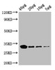 Western Blot<br />
 Positive WB detected in: Rosseta bacteria lysate at 40μg, 20μg, 10μg, 5μg<br />
 All lanes: eutC antibody; HRP conjugated at 0.42µg/ml<br />
 Predicted band size: 32 kDa<br />
 Observed band size: 32 kDa<br />