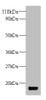 Western blot<br />
 All lanes: trxA antibody at 2µg/ml + DH5α whole cell lysate<br />
 Secondary<br />
 Goat polyclonal to rabbit IgG at 1/10000 dilution<br />
 Predicted band size: 12 kDa<br />
 Observed band size: 12 kDa<br />