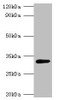 Western blot<br />
 All lanes: glsA1 antibody at 2µg/ml + DH5a whole cell lysate<br />
 Secondary<br />
 Goat polyclonal to rabbit IgG at 1/10000 dilution<br />
 Predicted band size: 33 kDa<br />
 Observed band size: 33 kDa<br />