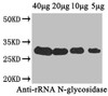 Western Blot<br />
 Positive WB detected in: Cucurbita moschata (40μg, 20μg, 10μg, 5μg) <br />
 All lanes: rRNA N-glycosidase antibody at 4µg/ml<br />
 Secondary<br />
 Goat polyclonal to rabbit IgG at 1/50000 dilution<br />
 Predicted band size: 28 kDa<br />
 Observed band size: 28 kDa<br />