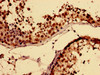 Immunohistochemistry of paraffin-embedded human testis tissue using CSB-PA319143LA01HU at dilution of 1:100