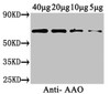 Western Blot<br />
 Positive WB detected in: Cucurbita maxima (40μg, 20μg, 10μg, 5μg) <br />
 All lanes: AAO antibody at 3µg/ml<br />
 Secondary<br />
 Goat polyclonal to rabbit IgG at 1/50000 dilution<br />
 Predicted band size: 65 kDa<br />
 Observed band size: 65 kDa<br />