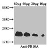 Western Blot<br />
 Positive WB detected in: Coptis japonica (80μg, 40μg, 20μg, 10μg) <br />
 All lanes: PR10A antibody at 3.4µg/ml<br />
 Secondary<br />
 Goat polyclonal to rabbit IgG at 1/50000 dilution<br />
 Predicted band size: 23 kDa<br />
 Observed band size: 23 kDa<br />