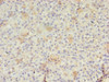 Immunohistochemistry of paraffin-embedded human pancreatic tissue using CSB-PA613602LA01HU at dilution of 1:100