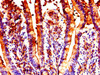 IHC image of CSB-PA613693LA01HU diluted at 1:300 and staining in paraffin-embedded human small intestine tissue performed on a Leica BondTM system. After dewaxing and hydration, antigen retrieval was mediated by high pressure in a citrate buffer (pH 6.0) . Section was blocked with 10% normal goat serum 30min at RT. Then primary antibody (1% BSA) was incubated at 4°C overnight. The primary is detected by a biotinylated secondary antibody and visualized using an HRP conjugated SP system.