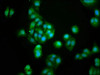Immunofluorescence staining of HepG2 cells with CSB-PA613693LA01HU at 1:100, counter-stained with DAPI. The cells were fixed in 4% formaldehyde, permeabilized using 0.2% Triton X-100 and blocked in 10% normal Goat Serum. The cells were then incubated with the antibody overnight at 4°C. The secondary antibody was Alexa Fluor 488-congugated AffiniPure Goat Anti-Rabbit IgG (H+L) . Immunofluorescence staining of HepG2 cells with CSB-PA613693LA01HU at 1:100, counter-stained with DAPI. The cells were fixed in 4% formaldehyde, permeabilized using 0.2% Triton X-100 and blocked in 10% normal Goat Serum. The cells were then incubated with the antibody overnight at 4°C. The secondary antibody was Alexa Fluor 488-congugated AffiniPure Goat Anti-Rabbit IgG (H+L) .