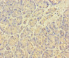 Immunohistochemistry of paraffin-embedded human pancreatic tissue using CSB-PA614255LA01HU at dilution of 1:100