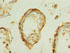 Immunohistochemistry of paraffin-embedded human testis tissue using CSB-PA614533LA01HU at dilution of 1:100