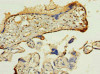 Immunohistochemistry of paraffin-embedded human placenta tissue using CSB-PA614533LA01HU at dilution of 1:100