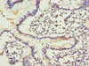 Immunohistochemistry of paraffin-embedded human small intestine tissue using CSB-PA614878LA01HU at dilution of 1:100