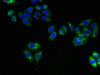 Immunofluorescent analysis of HepG2 cells using CSB-PA614878LA01HU at dilution of 1:100 and Alexa Fluor 488-congugated AffiniPure Goat Anti-Rabbit IgG (H+L)