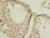 Immunohistochemistry of paraffin-embedded human testis tissue using CSB-PA617993LA01HU at dilution of 1:100