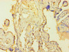 Immunohistochemistry of paraffin-embedded human placenta tissue using CSB-PA618010LA01HU at dilution of 1:100