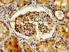 Immunohistochemistry of paraffin-embedded human kidney tissue using CSB-PA618019YA01HU at dilution of 1:100