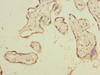 Immunohistochemistry of paraffin-embedded human placenta tissue using CSB-PA618081LA01HU at dilution of 1:100