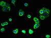 Immunofluorescent analysis of A431 cells using CSB-PA618889LA01HU at dilution of 1:100 and Alexa Fluor 488-congugated AffiniPure Goat Anti-Rabbit IgG (H+L)