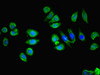 Immunofluorescent analysis of A549 cells using CSB-PA619076LA01HU at dilution of 1:100 and Alexa Fluor 488-congugated AffiniPure Goat Anti-Rabbit IgG (H+L)