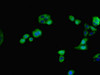 Immunofluorescent analysis of HepG2 cells using CSB-PA622779LA01HU at dilution of 1:100 and Alexa Fluor 488-congugated AffiniPure Goat Anti-Rabbit IgG (H+L)