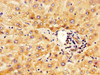 IHC image of CSB-PA622779LA01HU diluted at 1:500 and staining in paraffin-embedded human liver tissue performed on a Leica BondTM system. After dewaxing and hydration, antigen retrieval was mediated by high pressure in a citrate buffer (pH 6.0) . Section was blocked with 10% normal goat serum 30min at RT. Then primary antibody (1% BSA) was incubated at 4°C overnight. The primary is detected by a biotinylated secondary antibody and visualized using an HRP conjugated SP system.