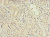 Immunohistochemistry of paraffin-embedded human pancreatic tissue using CSB-PA622985EA01HU at dilution of 1:100