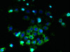 Immunofluorescent analysis of A431 cells using CSB-PA643574LA01HU at dilution of 1:100 and Alexa Fluor 488-congugated AffiniPure Goat Anti-Rabbit IgG (H+L)