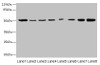 Western blot<br />
 All lanes: PGS1 antibody at 2µg/ml<br />
 Lane 1: Mouse liver tissue<br />
 Lane 2: Hela whole cell lysate<br />
 Lane 3: Jurkat whole cell lysate<br />
 Lane 4: HepG2 whole cell lysate<br />
 Lane 5: THP-1 whole cell lysate<br />
 Lane 6: Mouse spleen tissue<br />
 Lane 7: Mouse thymus tissue<br />
 Lane 8: Mouse kidney tissue<br />
 Secondary<br />
 Goat polyclonal to rabbit IgG at 1/10000 dilution<br />
 Predicted band size: 63, 52, 38, 6 kDa<br />
 Observed band size: 52 kDa<br />