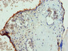 Immunohistochemistry of paraffin-embedded human placenta tissue using CSB-PA653479LA01HU at dilution of 1:100