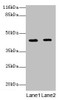 Western blot<br />
 All lanes: GFOD2 antibody at 2µg/ml<br />
 Lane 1: K562 whole cell lysate<br />
 Lane 2: Hela whole cell lysate<br />
 Secondary<br />
 Goat polyclonal to rabbit IgG at 1/10000 dilution<br />
 Predicted band size: 43, 31, 13 kDa<br />
 Observed band size: 43 kDa<br />