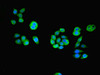 Immunofluorescent analysis of PC-3 cells using CSB-PA668210LA01HU at dilution of 1:100 and Alexa Fluor 488-congugated AffiniPure Goat Anti-Rabbit IgG (H+L)