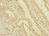 Immunohistochemistry of paraffin-embedded human kidney tissue using CSB-PA674326LA01HU at dilution of 1:100